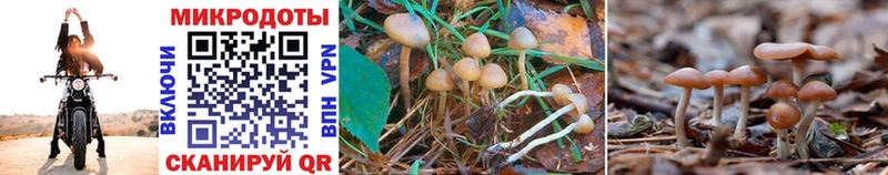 купить наркотики цена  blacksprut маркетплейс  Псилоцибиновые грибы Psilocybe  Карталы 